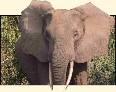 Picture of elephant